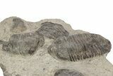 Plate Of Large Parahomalonotus Trilobites - Foum Zguid, Morocco #171025-11